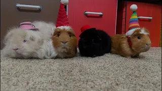 My guinea pigs birthday party ￼