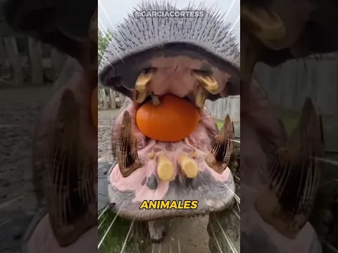 Animales que EXPLOTAN como una Bomba💣 #datoscuriosos #animals #naturaleza