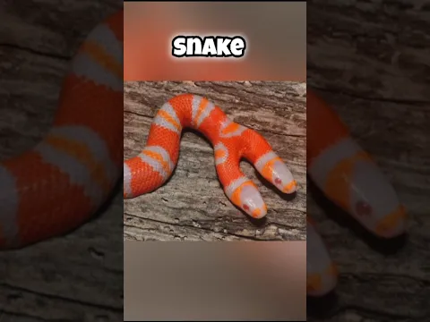 Two headed animals that you have never seen before #facts #shortsfeed #shortsvideo #youtubeshorts