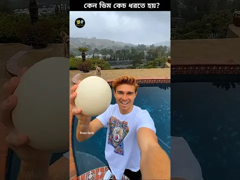 Why do people catch ostrich eggs 🥚?