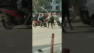 लोगों के कुछ गज़ब कारनामे 😂🤪  Funny Facts  #shorts #youtubeshorts #funnyvideos