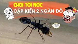 CẶP KIẾN 2000 ĐÔ-TRỜI ƠI CHƠI LÀ PHẢI CHƠI NHƯ VẬY NÈ !!