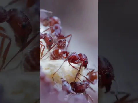 I Gave My Ants A Golden Oreo