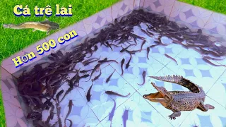Thả Hơn 500 Con Cá Trê Lai Và Ngày Cuối Làm Xong Chuồng Nuôi Công / Quế Nghịch