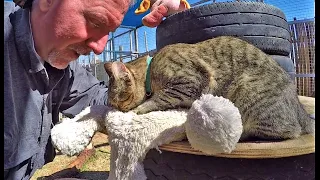 Rescued African WildCat Purrs & Kneads Stuffed Toy Teddy Bear | Cuddles Up For Cat Nap (REPOST)