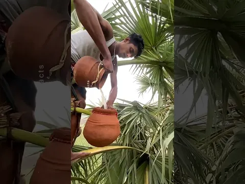The Secret Behind Palm Tree Juice You Never Heard off! #shorts #plants #farming