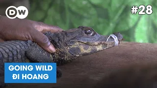 Động vật hoang dã nguy cấp ở khu bán thịt | Tập 28 | Going Wild | DW TV Channel