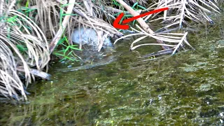 HATI-HATI JIKA MEMASUKKAN SESUATU DIBAWAH PELEPAH BEGINI !!! || MANCING GABUS LANGSUNG DIMASAK