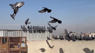 خوش صيد اليوم وشتريت خوش كومه