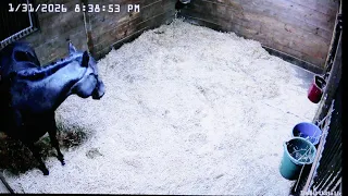 Foal Watch Live Cam 01.31.2026