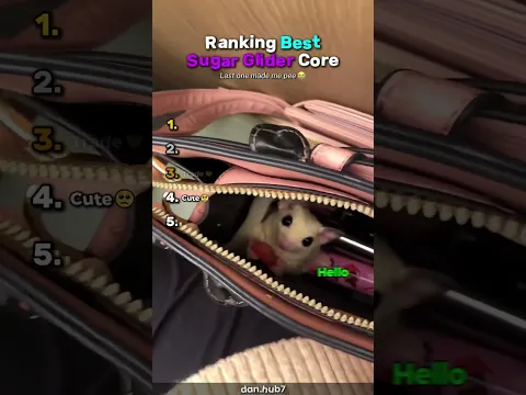 Ranking Best Sugar Glider Core🥺 #usa