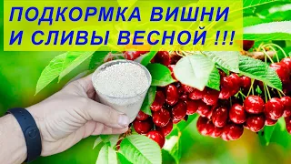 Подкормите так весной вишню черешню сливу алычу - не будут болеть и соберете богатый урожай #garden