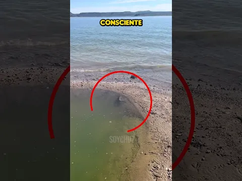 ¡NO LO VAS A CREER! MIRA CÓMO ESTE PEZ ESCAPÓ DE SU PRISIÓN DE AGUA Y VOLVIÓ AL MAR