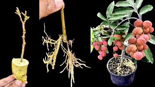 How To Grow Litchi Plant From Cutting In A Banana