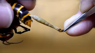 आखिर मधुमक्खी आपको काटने के बाद मर क्यों जाती है? | Why Do Bees Die After Stinging