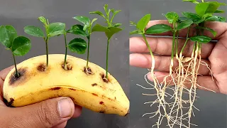 How to Grow Lemons in Bananas at home for beginners || नौसिखियों के लिए घर पर केले में नींबू उगाएं