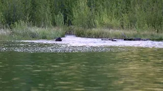 Unexpected Caught On Video