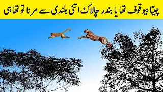 بندر انسانوں سے زیادہ زہین ہوتے ہیں یقین نہیں تو ویڈیو دیکھو  | Monkey Videos Will Shock You