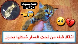 انقاذ قطه صغيره من تحت المطر 😱💔 كانت بتموت من البرد 🥶 شوفوا ما اجملها 😍/ Mohamed Vlog
