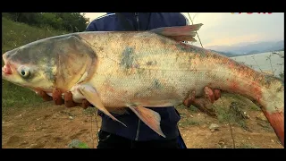 Big fish catch live 🐟