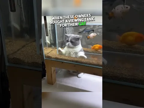 Cat Thinks He’s Inside Fish Tank 😂