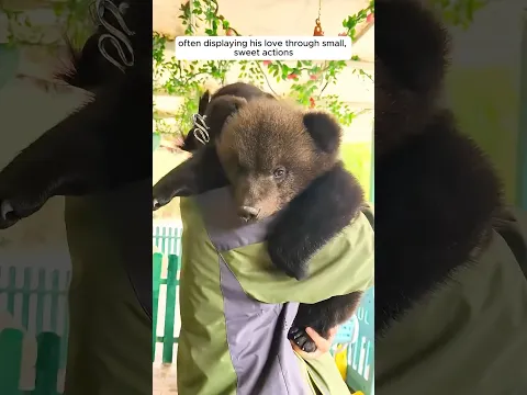 This bear cub was saved by a kind-hearted photographer #shorts