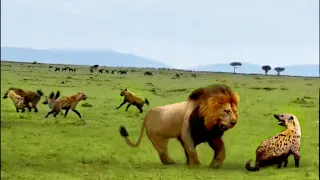 Lions vs Hyenas: The Brutal War for Food and Territory