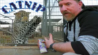 What Do African BIG Cats & Species Think About CATNIP | Cheetah Leopard Serval Caracal Meerkat Wolf