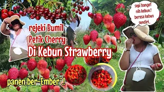 PETIK STRAWBERRY DAPAT BONUS CHERRY.! 😍 KALAP PANEN SAMPE BER-EMBER".!