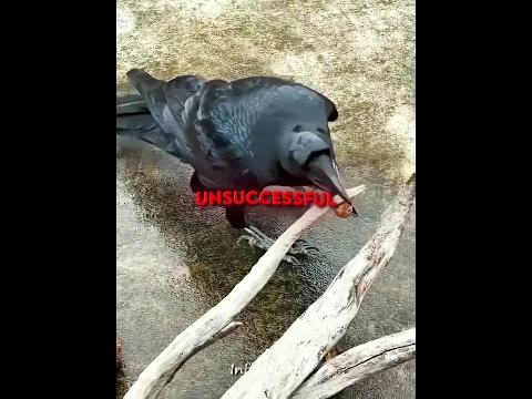 The Smartest Crow Ever 🧠🐦‍⬛ #shorts