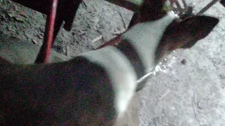 Rosatok10, Bambi la Cachorra Pitbull en su Linda Tarde 💖🐶🥳