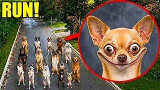 IF YOU EVER SEE YOUR DOGS SMILING LIKE THIS…LOCK YOUR DOORS & HIDE!!! 😱