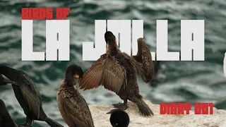 BIRDS OF LA JOLLA COVE | The Wildlife Diary 001