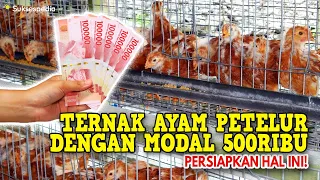 TERNAK AYAM PETELUR DENGAN MODAL 500RIBU || PERSIAPKAN HAL INI!