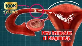 First Trimester of Pregnancy| week-by-week. 👼🏻💞🤰🏻