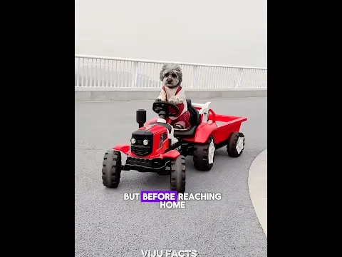 This dog's wisdom is comparable to that of a human #pets #cute #funny #shorts #dog