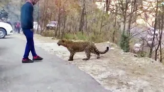Best Moments Of Animals That Asked People for Help in 2022 !