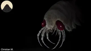 The Evolution of Spiders