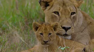 Conheça a Gorongosa