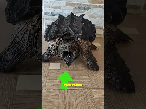 ¡Dinosaurios reales que siguen vivos! 🐊 #shorts #animales #curiosidades