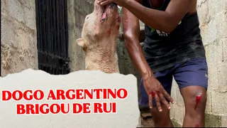 DOGO ARGENTINO BRIGOU DE RUI