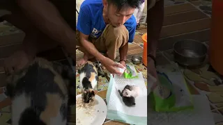 Induk kucing ini melahirkan di dalam gerobak pedagang. Kasian begini nasib kucing yg hidup dijalanan