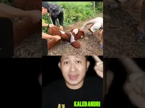 KEPALA BONEKA KELUARKAN BAU BANGKAI, AKHIRNYA... | TikTok Kaleb Andri #shortvideo #alurcerita