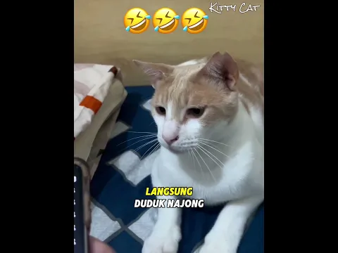 Kucing Oyen Ini Suka Nonton Cocomelon 🐱 #kucing #kucinglucu #viral #kucingoyen