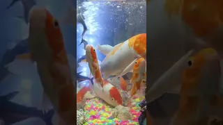 Aquarium live, 10th Live, ep10😺/ live fish