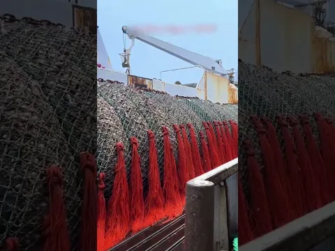 170 طنًا من السمك دفعة واحدة 😲