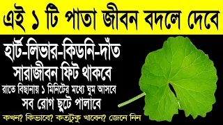 এই ১টি পাতা ৩টি নিয়মে ৪ দিন খেলে শরীরের সব রোগ পালাবে। হার্ট-কিডনি-লিভার-দাঁত-ঘুম সারাজীবন ফিট থাকবে