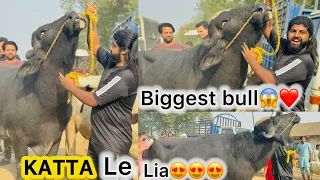 Mandi ka biggest bull le lia😱❤️qurbani2025 ka sab sa bara bull 😍❤️