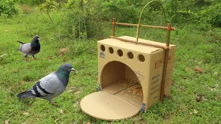 Simple Pigeon Trap Make From Cardboard Box And Wood