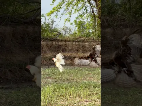 Black Changeable Hawk Eagle trying hunt a big Rooster